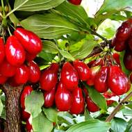 Саджанець Кизил Старокиївський в контейнері